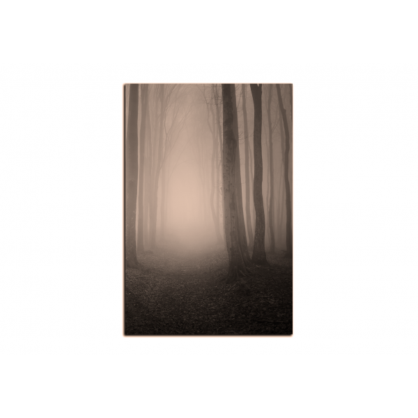 Obraz na plátně - Mlha v lese - obdélník